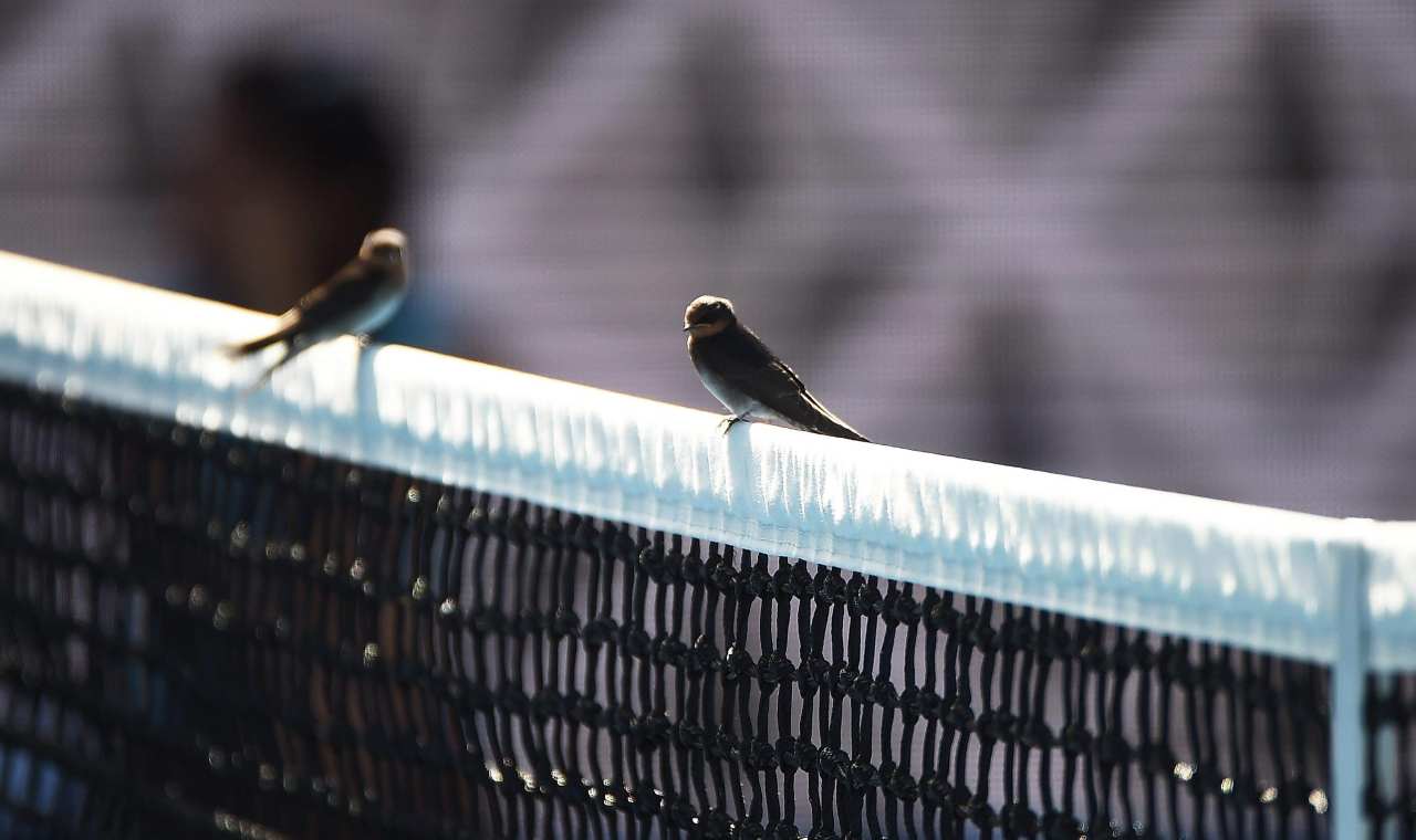 Tennis Uccelli